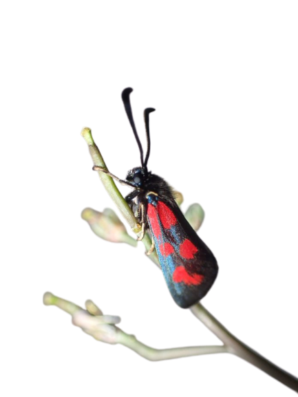 Vřetenuška Poběžovice