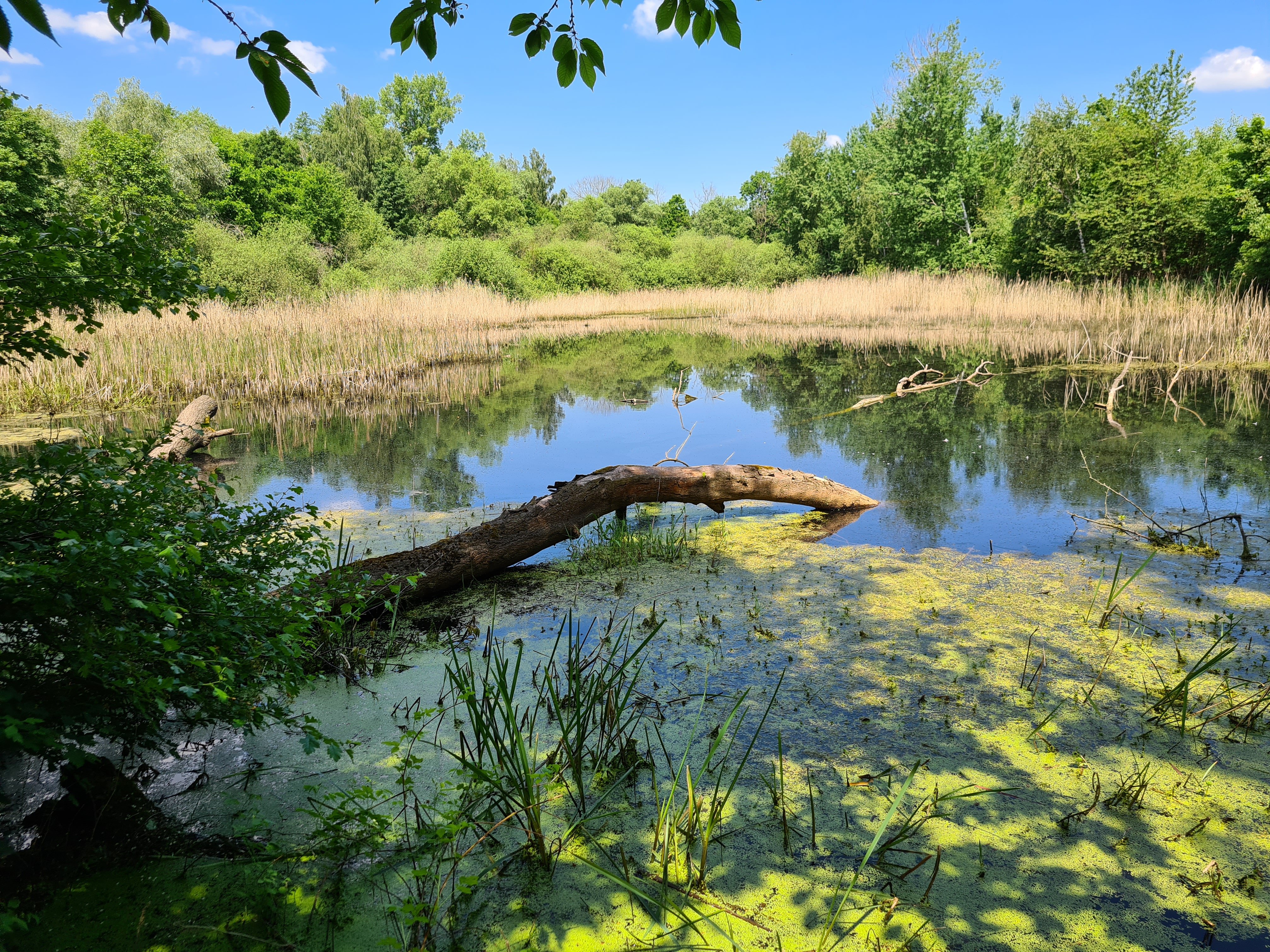  Truhličky- mokřadní společenství nedaleko města Lázně Bohdaneč
